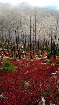 IMG_20150913_104330938